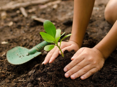 Plant 100000 trees in York