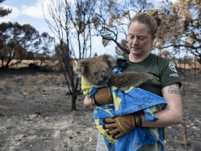 Save donithan at Australia wildfires